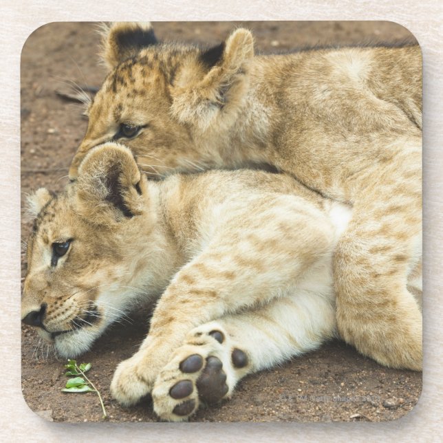 Two lions cubs playing. coaster (Front)