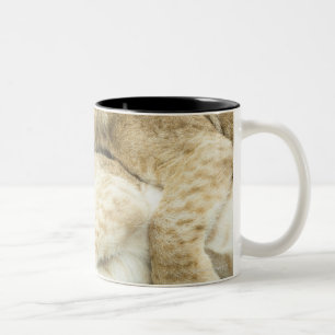 Two lions cubs playing. Two-Tone coffee mug