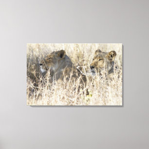 Two lions hidden in dry grass, Kruger National Canvas Print