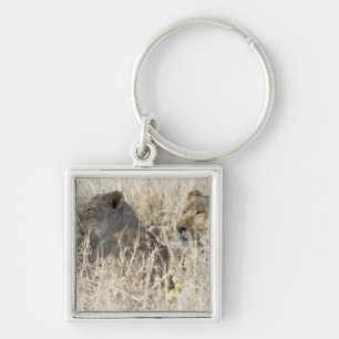 Two lions hidden in dry grass, Kruger National Keychain