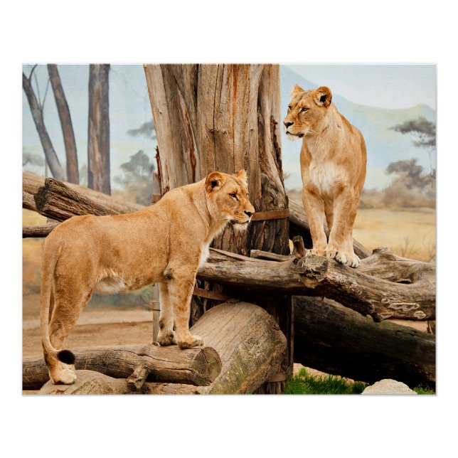 Two Lions Poster (Front)