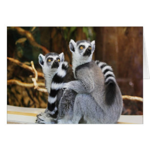 Two Little Lemurs