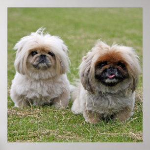 Two Little Pekingese Poster