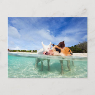 Two little piglets postcard