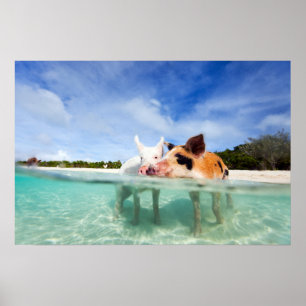 Two little piglets poster