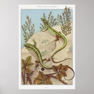 Two Lizards Vintage Illustration Art Poster