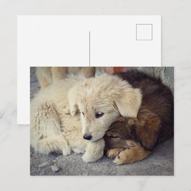 Two lonely puppies postcard (Front/Back)