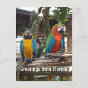 two macaw or parrot birds postcard