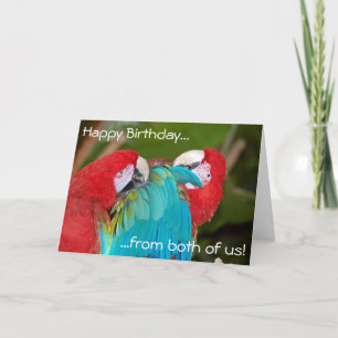 Two macaw parrots birthday greeting card