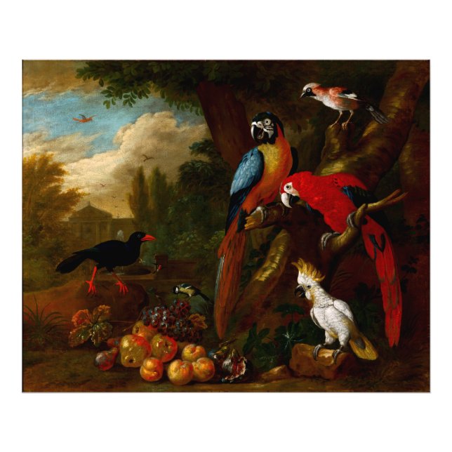 Two Macaws a Cockatoo and a Jay with Fruit Photo Print (Front)
