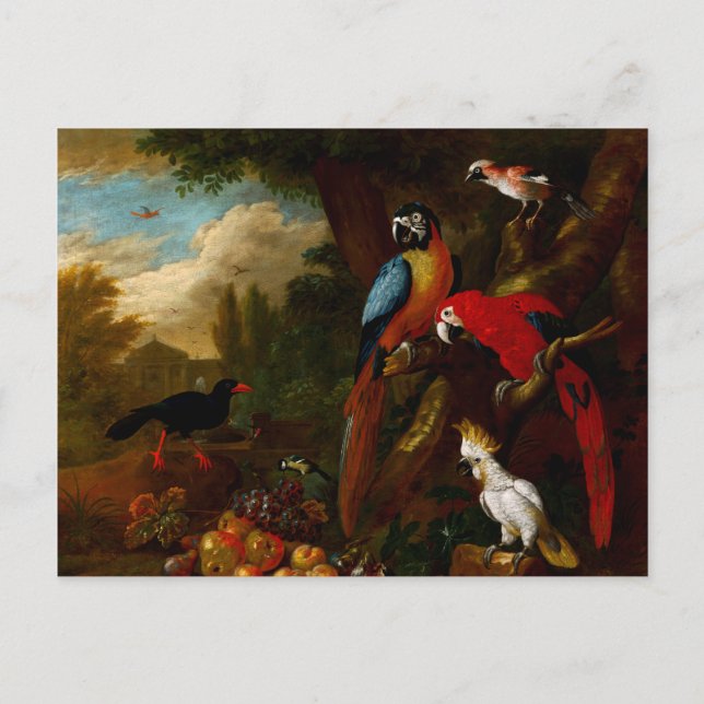 Two Macaws a Cockatoo and a Jay with Fruit Postcard (Front)