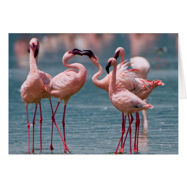Two Male Lesser Flamingos (Phoenicopterus Minor) (Front Horizontal)