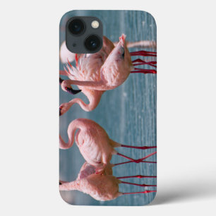 Two Male Lesser Flamingos (Phoenicopterus Minor) iPhone 13 Case