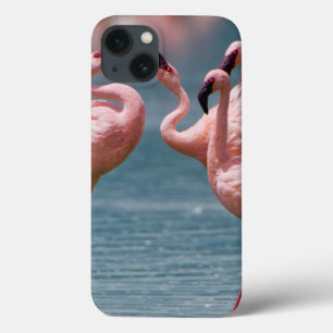 Two Male Lesser Flamingos (Phoenicopterus Minor) iPhone 13 Case