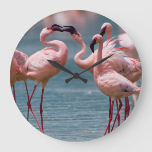 Two Male Lesser Flamingos (Phoenicopterus Minor) Large Clock