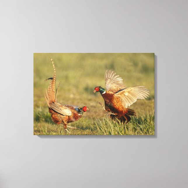 Two male ring-neck pheasants fighting. canvas print (Front)