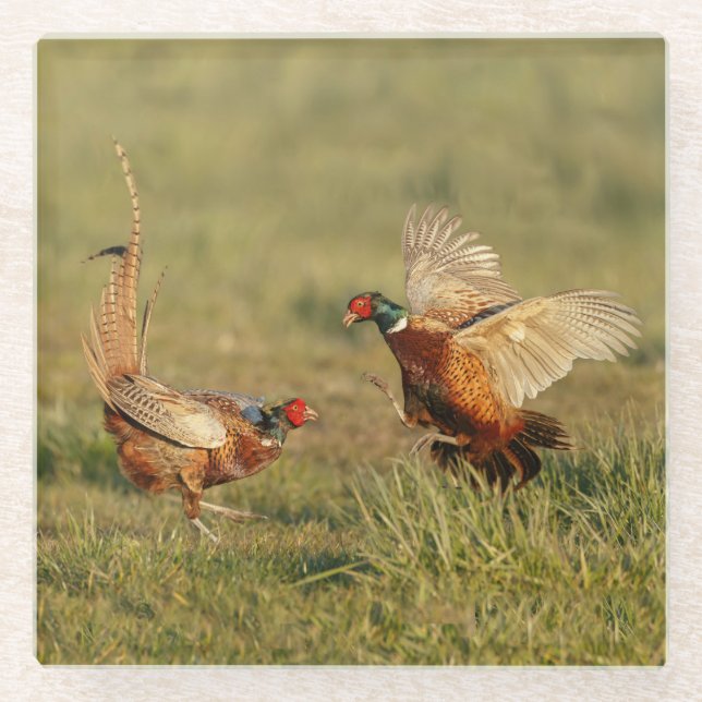 Two male ring-neck pheasants fighting. glass coaster (Front)