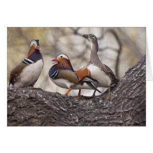 Two males vying for a female Mandarin duck