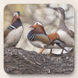 Two males vying for a female Mandarin duck Coaster