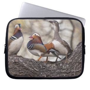 Two males vying for a female Mandarin duck Laptop Sleeve