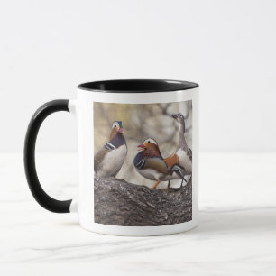 Two males vying for a female Mandarin duck Mug