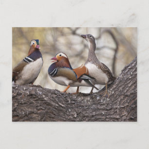Two males vying for a female Mandarin duck Postcard