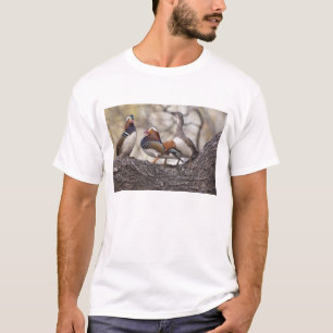 Two males vying for a female Mandarin duck T-Shirt