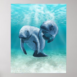 Two Manatees Swimming Poster