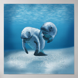 Two Manatees Swimming Poster