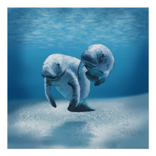 Two Manatees Swimming Poster