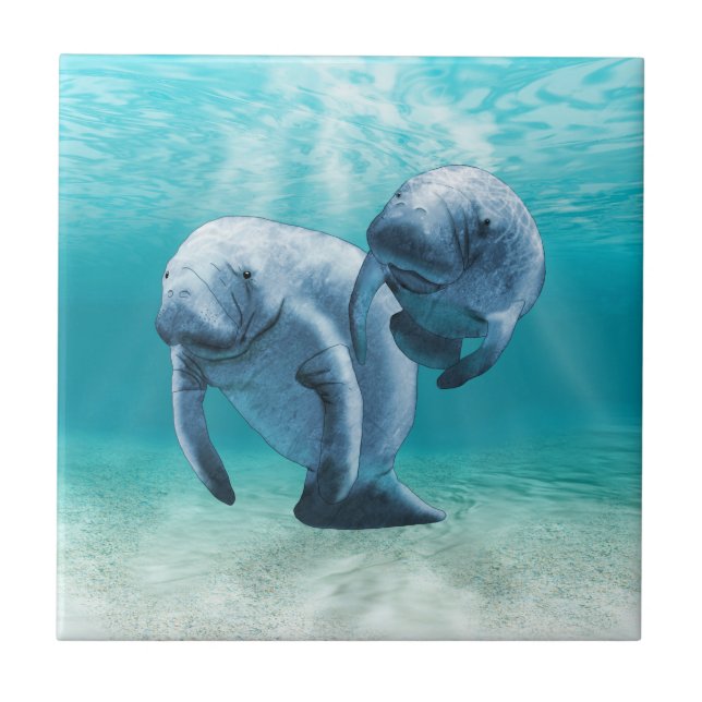 Two Manatees Swimming Tile (Front)