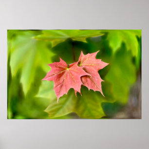 Two maple leaves poster