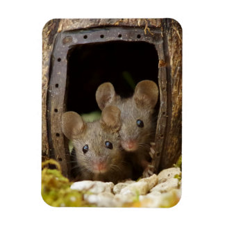 two mice at the door magnet