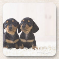Two Mini Dachshund Sitting