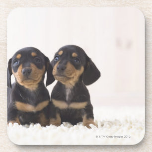 Two Mini Dachshund Sitting Coaster