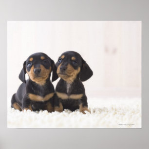 Two Mini Dachshund Sitting Poster