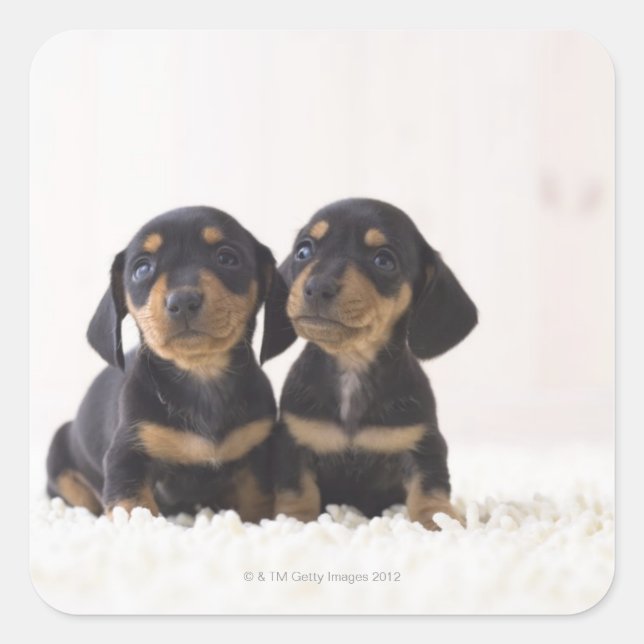 Two Mini Dachshund Sitting Square Sticker (Front)