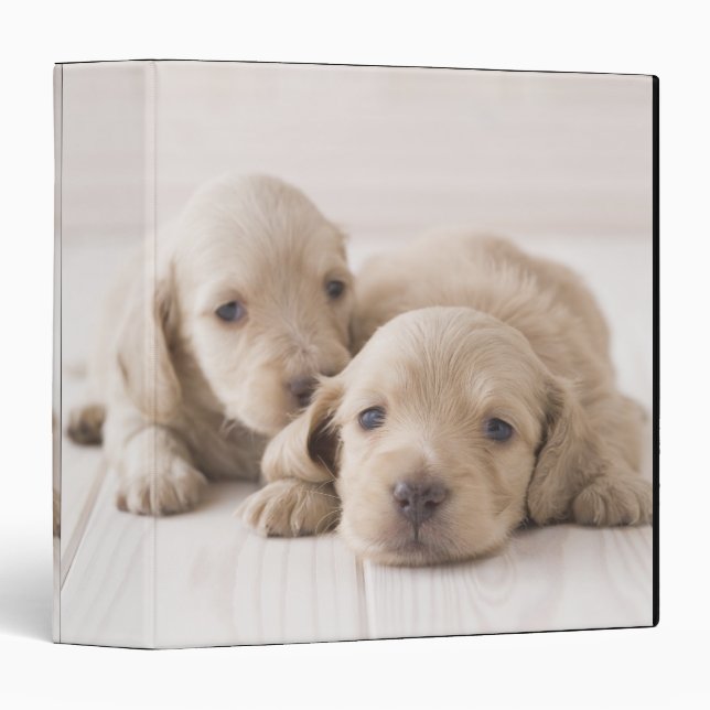 Two Miniature Dachshund Binder (Front/Spine)