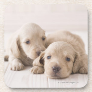 Two Miniature Dachshund Coaster