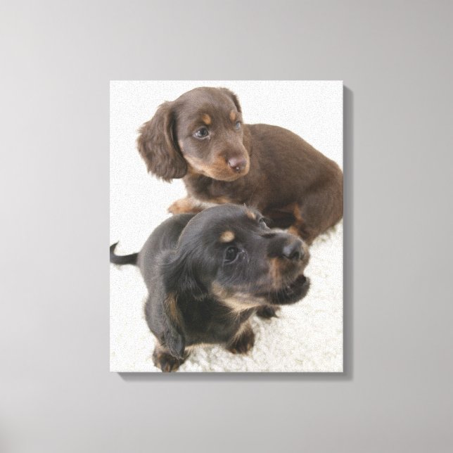 Two Miniature Dachshunds, Studio Shot Canvas Print (Front)