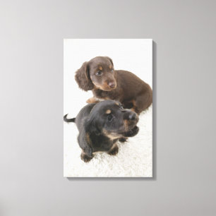 Two Miniature Dachshunds, Studio Shot Canvas Print