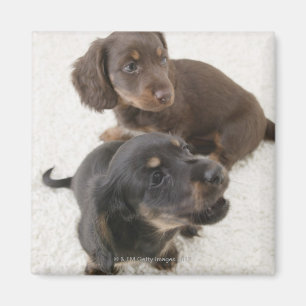 Two Miniature Dachshunds, Studio Shot Magnet