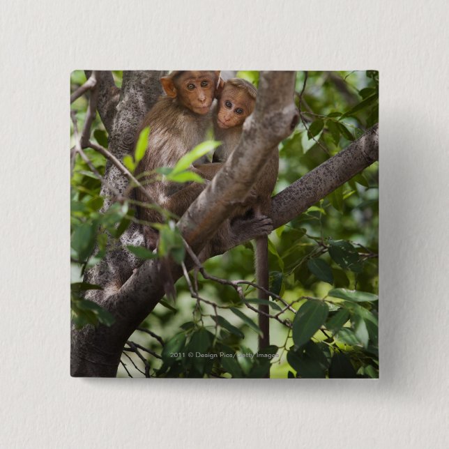 Two Monkeys In A Tree 2 Inch Square Button (Front)