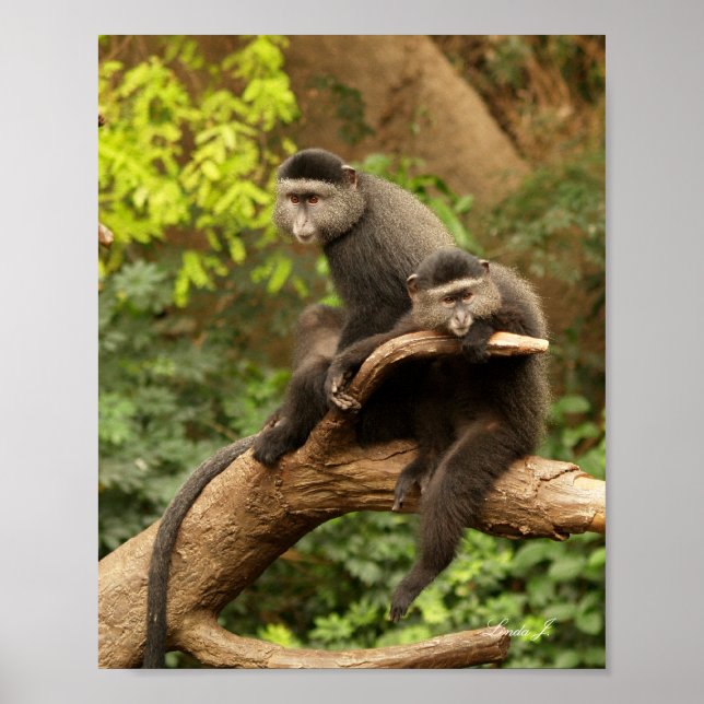 Two Monkeys in a Tree Canvas Print (Front)