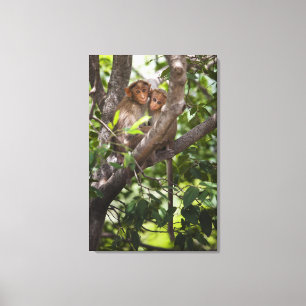 Two Monkeys In A Tree Canvas Print