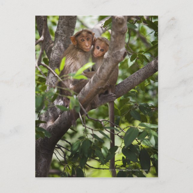 Two Monkeys In A Tree Postcard (Front)
