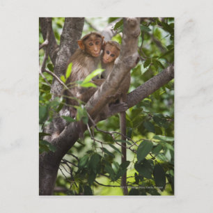 Two Monkeys In A Tree Postcard