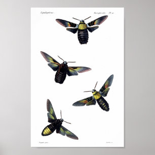 Two moths poster