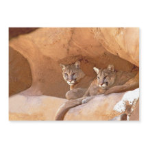 Two Mountain Lions