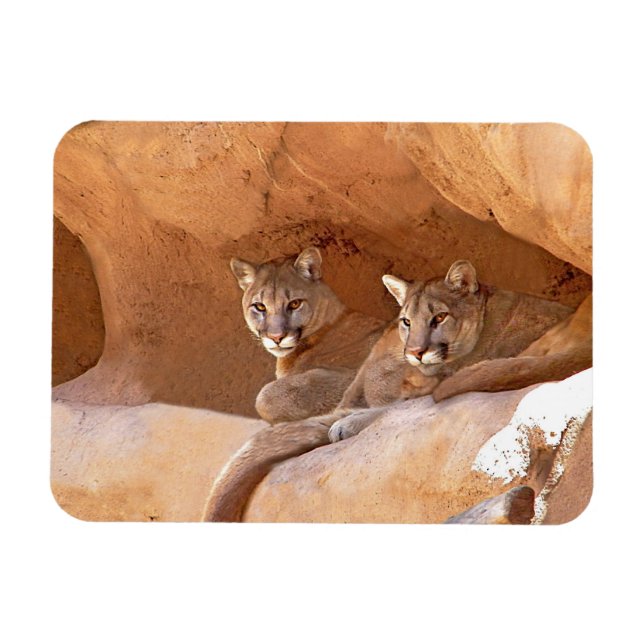 Two mountain lions magnet (Horizontal)